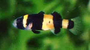 BRACHYGOBIUS XANTHOZONA - Pesce ape