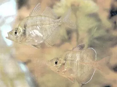 CHANDA RANGA - Pesce di vetro indiano