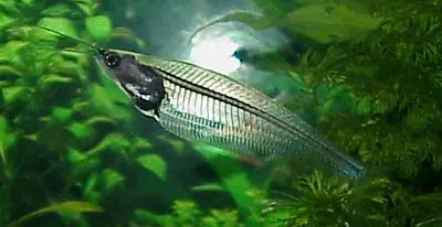 KRYPTOPTERUS BICIRRHIS - Pesce coltello di vetro