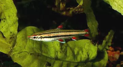 NANNOSTOMUS TRIFASCIATUS - Pesce matita