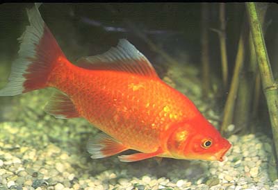 Pesce rosso - CARASSIUS AURATUS