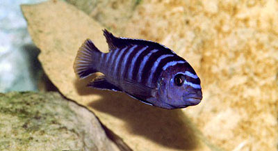 PSEUDOTROPHEUS ZEBRA