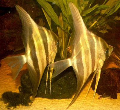 PTEROPHYLLUM - Scalare o Pesce angelo