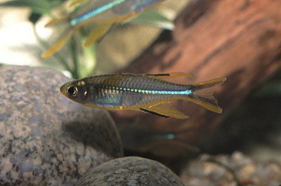 TELMATHERINA LADIGESI - Pesce arcobaleno