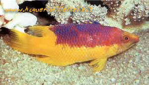 BODIANUS RUFUS, pesce marino