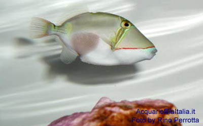 RHINECANTHUS ACULEATUS - Pesce balestra aculeato
