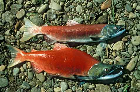 Salmone rosso