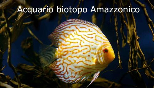 acquario biotopo amazzonico