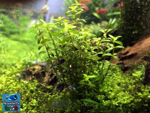 piante acquario crescita