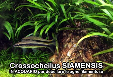 Crossocheilus siamensins fish anti algae