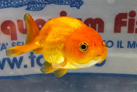 pesce rosso ORANDA RANCHU