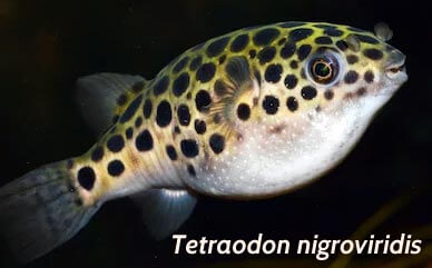 Tetraodon nigroviridis