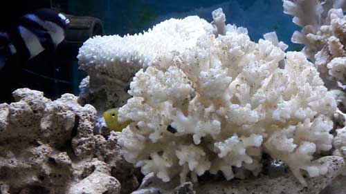 acquario marino coralli anemoni