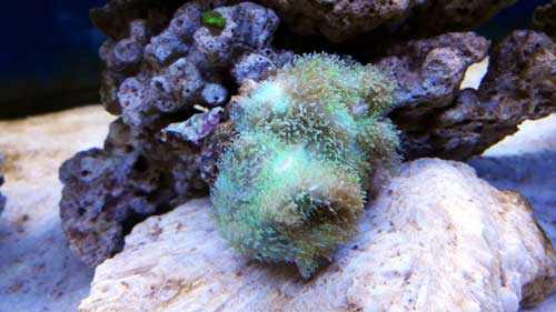 acquario marino coralli molli neofiti 