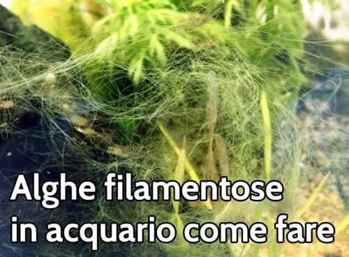 Come fare con le alghe filamentose diatomee
