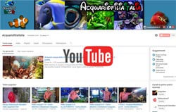 aquarium acquariofilia youtube homepage