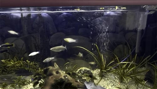 aquarium aquatlantis tank fish