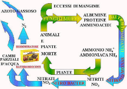 ciclo azoto