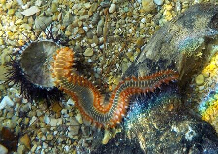 vermocane marino