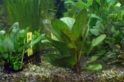video tutorial come gestire un acquario con piante