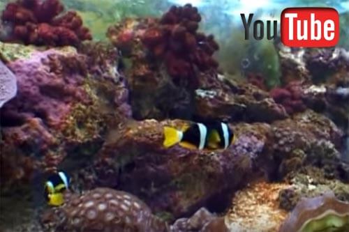 video tutorial come gestire un acquario