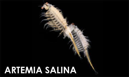 artemia salina