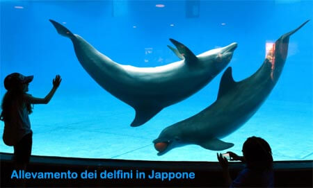 allevamento delfini jappone2018