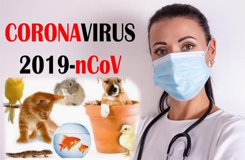 coronavirus animali guida su come fare