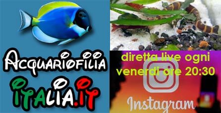 diretta live ore 20:30 su instagram a cura di AcquariofiliaItalia.it