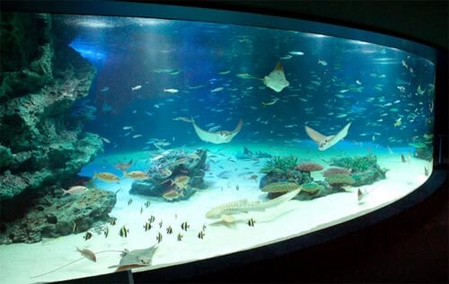 fish die in Tokyo aquarium