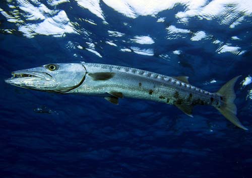 great barracuda sphyraena