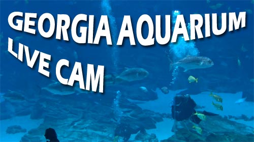 georgia aquarium live cam