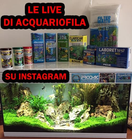 le live di acquariofiliaitalia su instagram