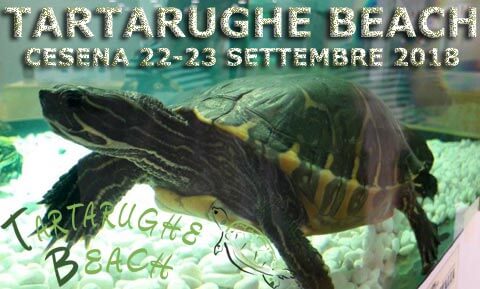 tartarughe beach 2018 cesena 22 23 settembre2018