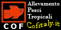 COF s.a.s Allevamento Pesci Tropicali