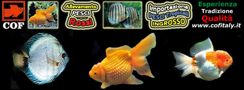 COF sas, allevamento pesci rossi, importazione pesci tropicali e ingrosso. www.cofitaly.it