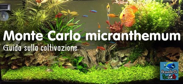 Monte Carlo micranthemum Guida sulla coltivazione