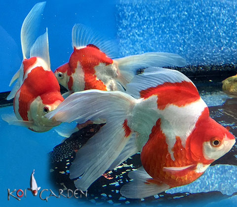 Vendita pesci rossi - Tamasaba Japanese Goldfish - Koi-Garden.it