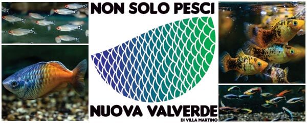 NON SOLO PESCI - Nuova Valverde di Villa Martino - Importatore pesci tropicali d'acqua dolce da tutto il mondo