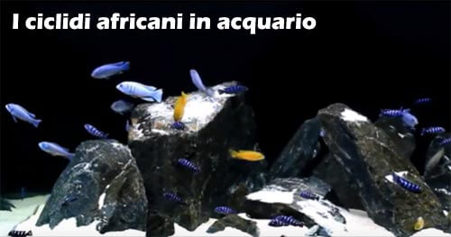 I ciclidi africani in acquario