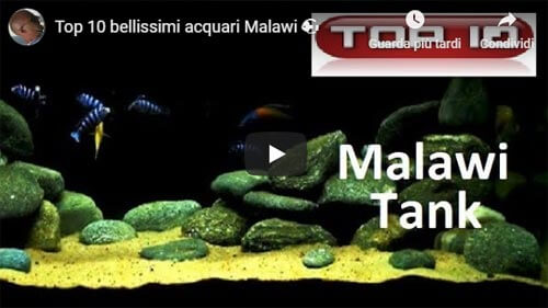 VIDEO TOP 10 BELLISSIMI ACQUARI MALAWI