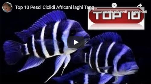 VIDEO TOP 10 CICLIDI AFRICANI