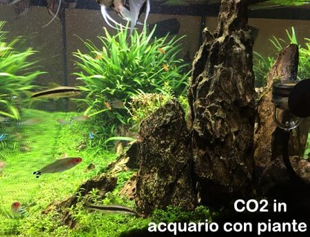 CO2 in acquario con piante