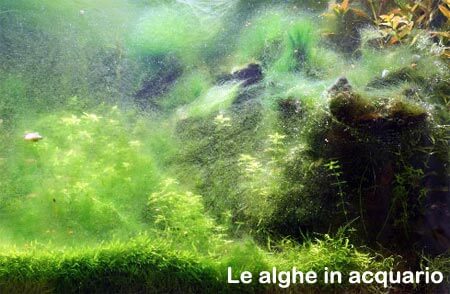 le alghe in acquario con piante