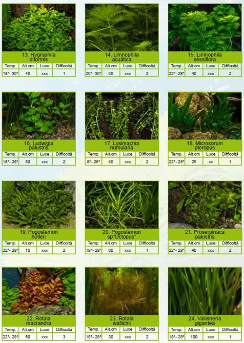 lista piante acquario 02