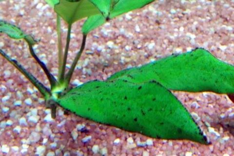 Le alghe in acquario, cause e rimedi