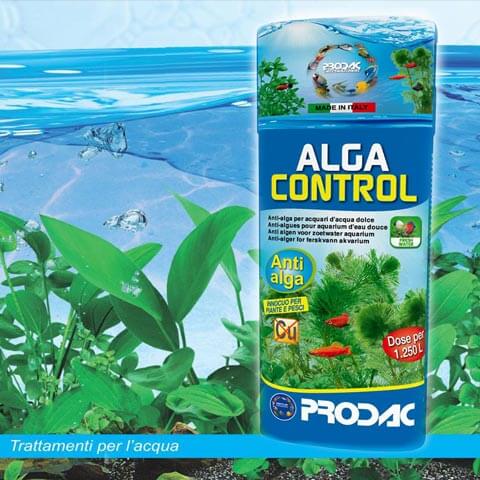 Le alghe in acquario, cause e rimedi