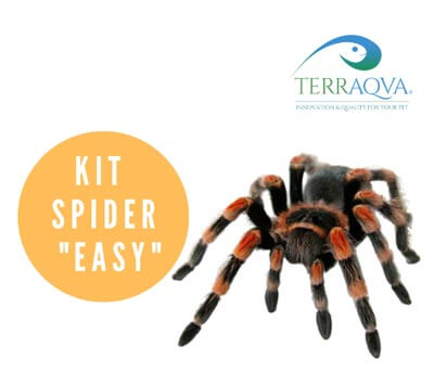 kit spider easy tarantola 