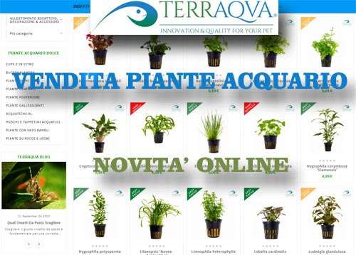 Vendita piante per acquario dolce online shop - Terraqua