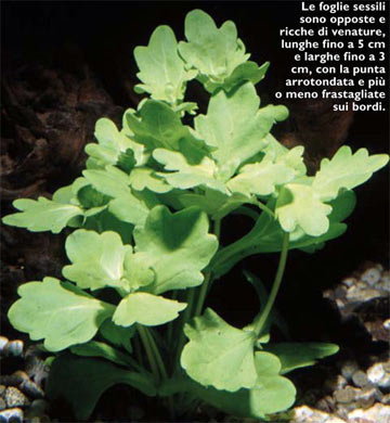 shinnersia rivularis - piante per acquario